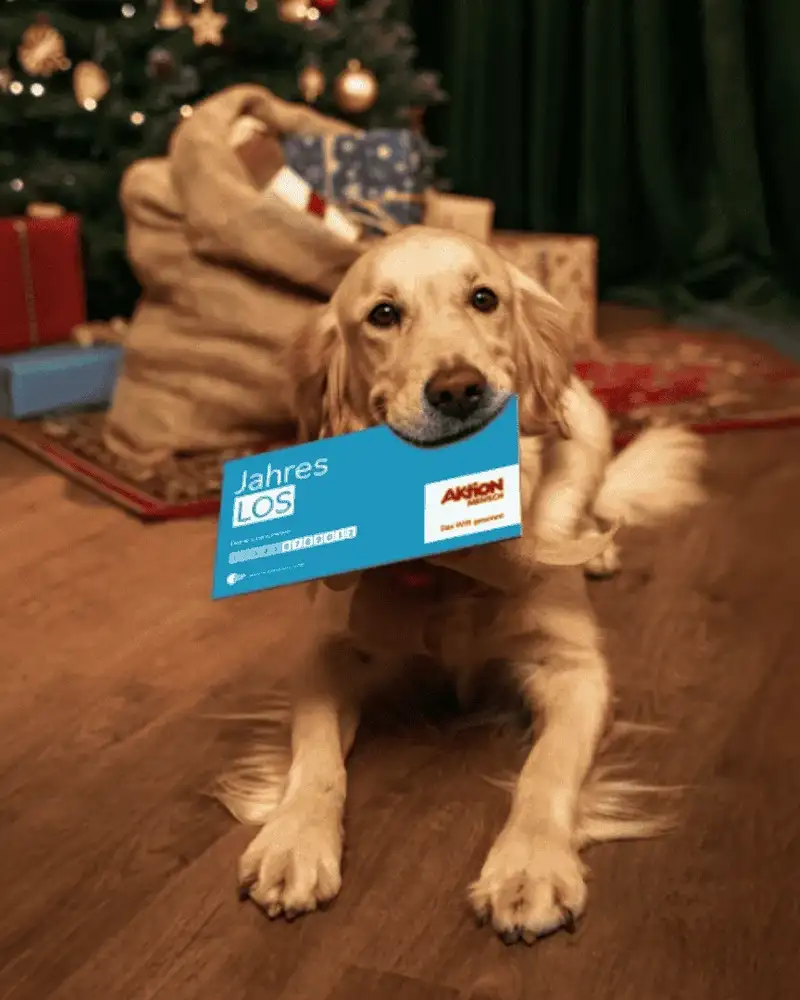 Ein Hund liegt in einem weihnachtlich geschmückten Wohnzimmer und hält ein Los der Aktion Mensch im Maul.