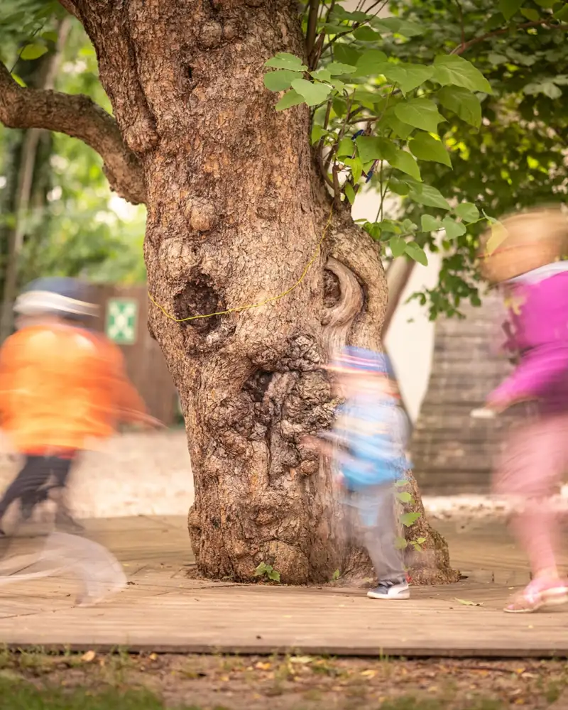 Sechs Kinder laufen hintereinander um einen alten Baum.