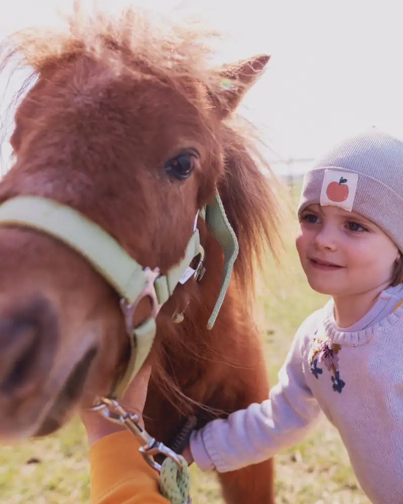 Ein kleines Mädchen hält ein Pony am Zaum.