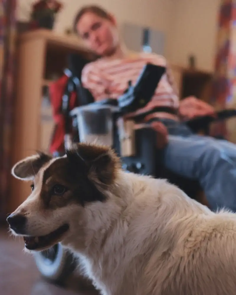Foto eines Hundes, im Hintergrund eine Person im E-Rolli