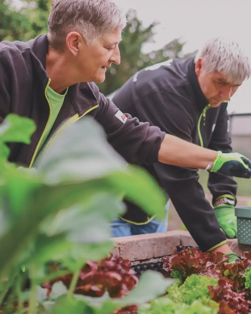 Zwei Männer und eine Frau ernten Salat aus einem Hochbeet.