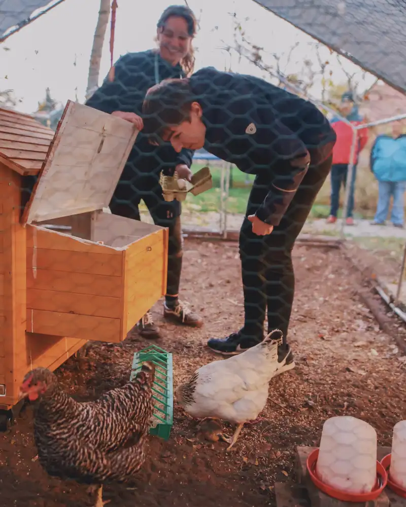 Ein junger Mann steht in einem Hühnergehege und hebt die Klappe eines Hühnerstalls hoch. Erschaut in den Stall. Neben ihm steht eine junge Frau.
