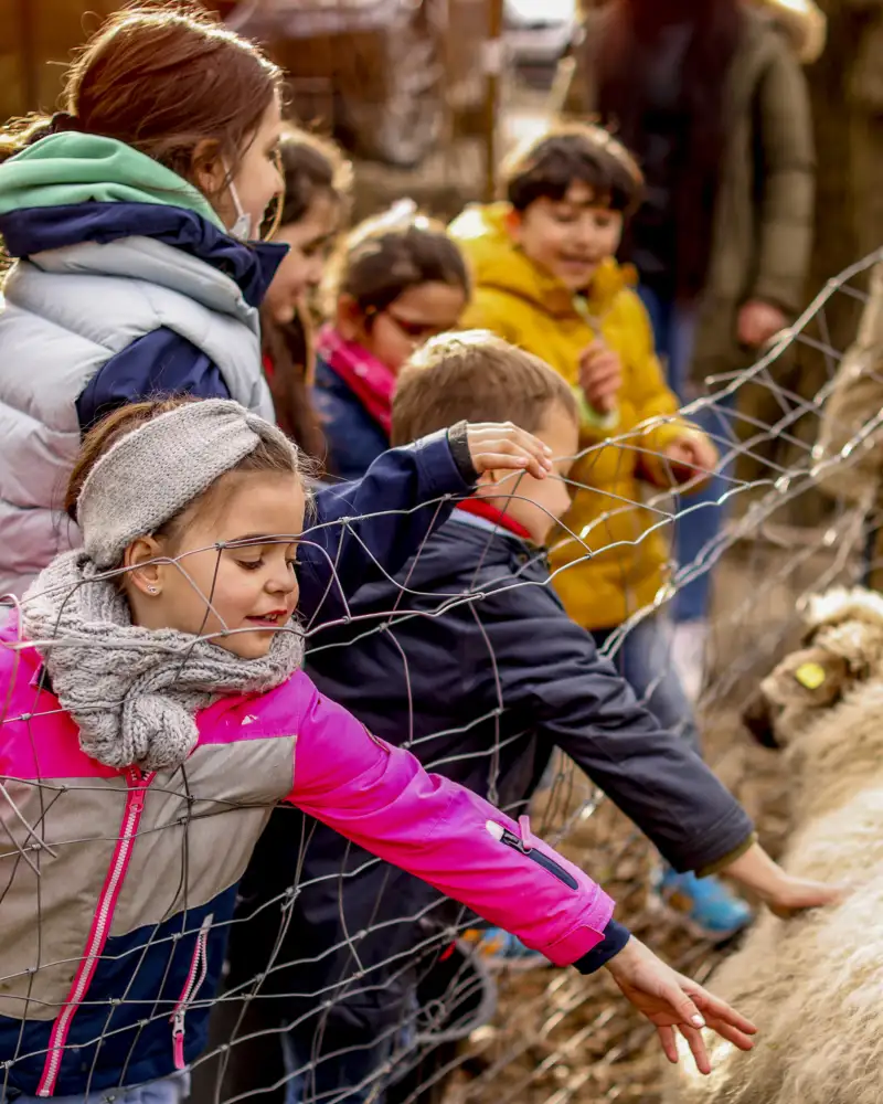 Ein Mädchen streichlt ein Schaf in einem Gehege. damiter viele weitere Kinder