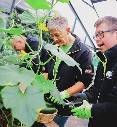 In einem Gewächshaus stehen drei Personen. Sie tragen Gartenhandschuhe und beschneiden gemeinsam einige Pflanzen. Eine der drei Personen hat das Downsyndrom.
