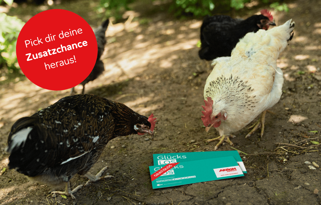 Ein helles und ein dunkles Huhn suchen auf erdigem Boden nach Körnern. Zwischen ihnen liegen zwei Glücks-Lose auf dem Boden. Auf dem Bild liegt ein roter Störer mit der Aufforderung: Pick dir deine Zusatzchance heraus!