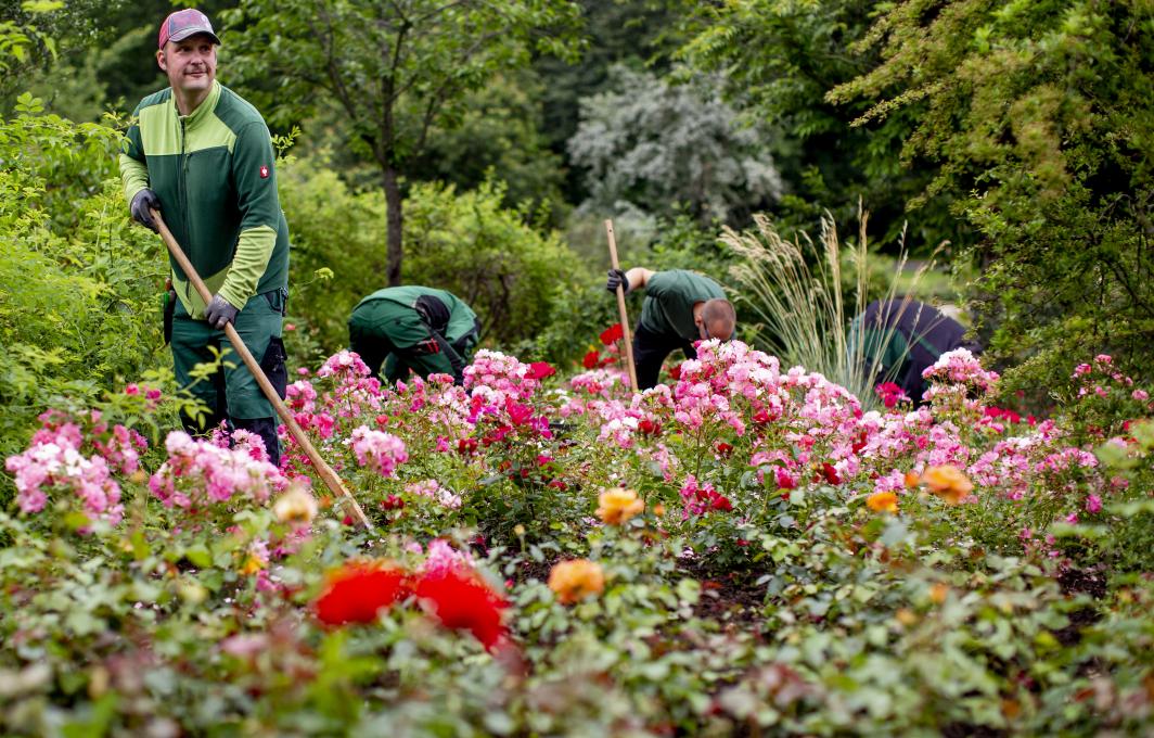 Mehrere Männer arbeiten zusammen in einem bunten Blumenbeet.