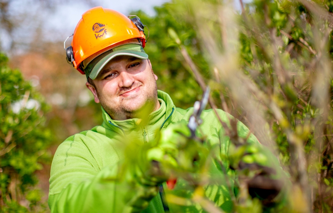 Ein Mann in grüner Arbeitskleidung und mit einem Helm auf dem Kopf beschneidet einen Baum mit einer Gartenschere.