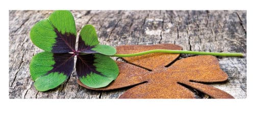 Kleeblatt als Pflanze und in Rost